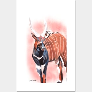 Bongo - Antelope Posters and Art